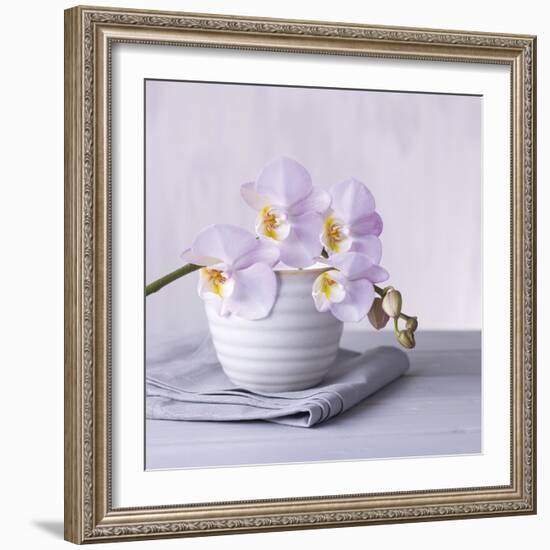 Orchid Dream-Assaf Frank-Framed Giclee Print