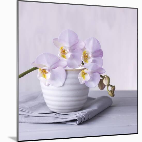 Orchid Dream-Assaf Frank-Mounted Giclee Print