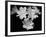 Orchid Elegance-Assaf Frank-Framed Giclee Print