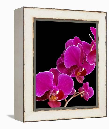 Orchid Essence I-Monika Burkhart-Framed Stretched Canvas