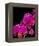 Orchid Essence I-Monika Burkhart-Framed Stretched Canvas