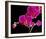 Orchid Essence II-Monika Burkhart-Framed Photo