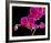 Orchid Essence II-Monika Burkhart-Framed Photo