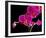 Orchid Essence II-Monika Burkhart-Framed Photo