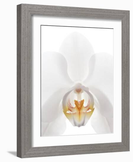 Orchid Flower (family Orchidaceae)-Gavin Kingcome-Framed Photographic Print