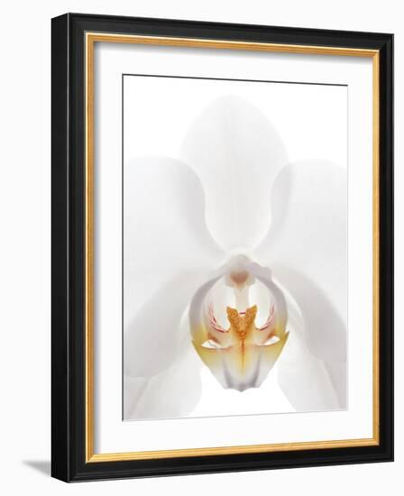 Orchid Flower (family Orchidaceae)-Gavin Kingcome-Framed Photographic Print