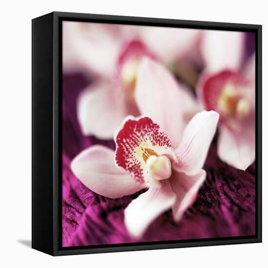 Orchid Flower-David Munns-Framed Premier Image Canvas