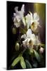 Orchid Flowers I-Vivienne Dupont-Mounted Art Print