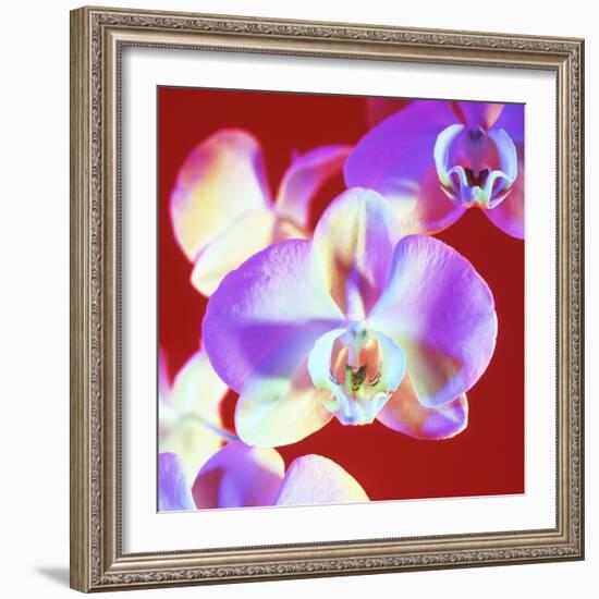 Orchid Flowers-Johnny Greig-Framed Premium Photographic Print