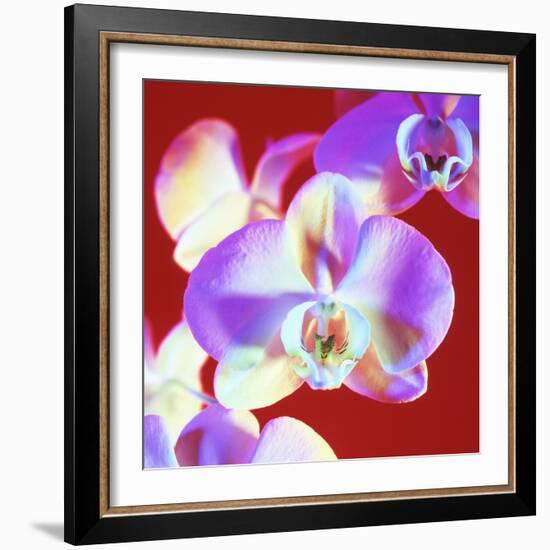 Orchid Flowers-Johnny Greig-Framed Premium Photographic Print