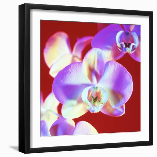 Orchid Flowers-Johnny Greig-Framed Premium Photographic Print