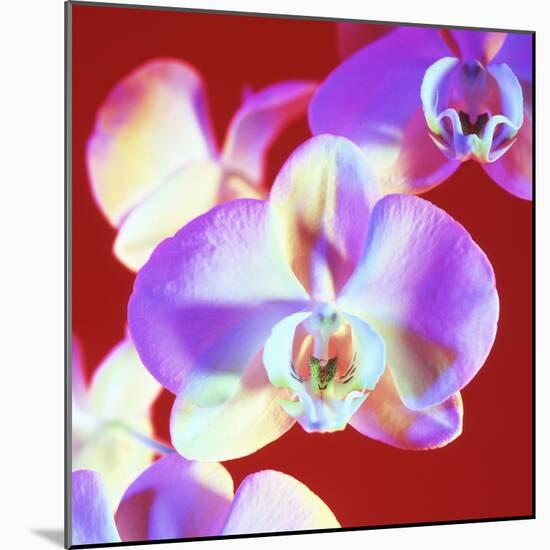 Orchid Flowers-Johnny Greig-Mounted Premium Photographic Print