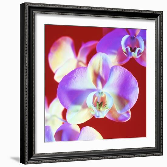 Orchid Flowers-Johnny Greig-Framed Premium Photographic Print