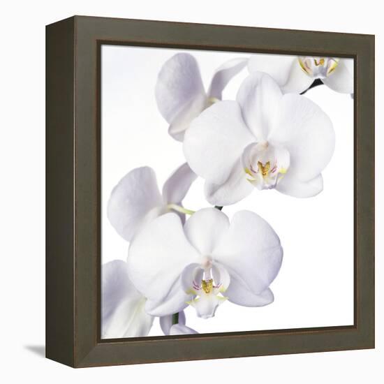 Orchid Flowers-Johnny Greig-Framed Premier Image Canvas