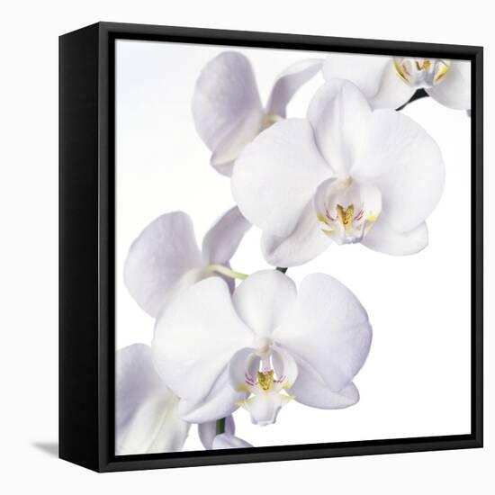 Orchid Flowers-Johnny Greig-Framed Premier Image Canvas