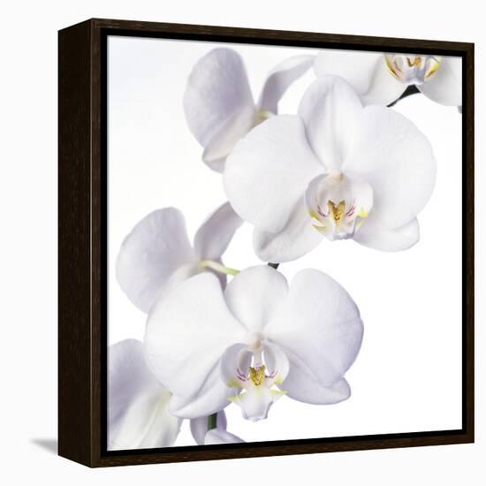 Orchid Flowers-Johnny Greig-Framed Premier Image Canvas