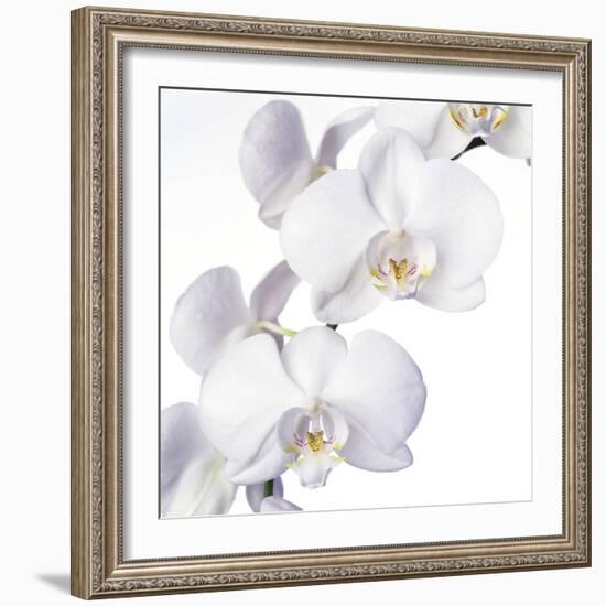 Orchid Flowers-Johnny Greig-Framed Premium Photographic Print