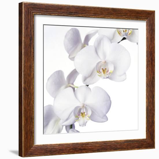 Orchid Flowers-Johnny Greig-Framed Premium Photographic Print