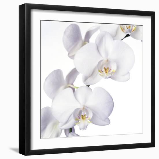 Orchid Flowers-Johnny Greig-Framed Premium Photographic Print