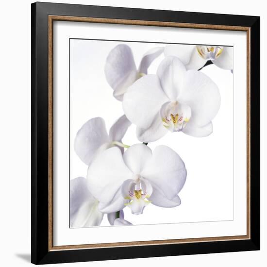 Orchid Flowers-Johnny Greig-Framed Premium Photographic Print