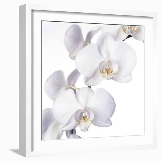 Orchid Flowers-Johnny Greig-Framed Premium Photographic Print