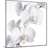 Orchid Flowers-Johnny Greig-Mounted Premium Photographic Print