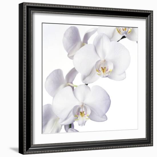 Orchid Flowers-Johnny Greig-Framed Premium Photographic Print