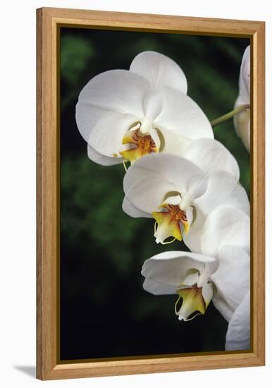 Orchid Flowers-Duncan Smith-Framed Premier Image Canvas