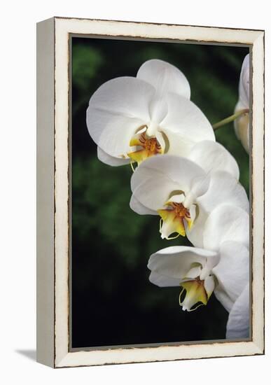 Orchid Flowers-Duncan Smith-Framed Premier Image Canvas