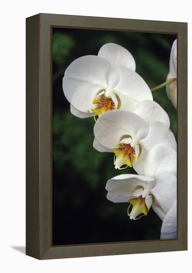 Orchid Flowers-Duncan Smith-Framed Premier Image Canvas