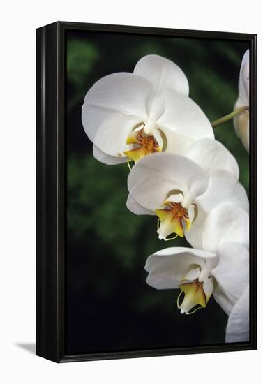 Orchid Flowers-Duncan Smith-Framed Premier Image Canvas