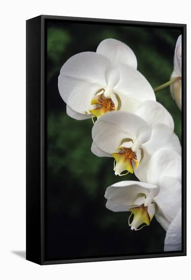 Orchid Flowers-Duncan Smith-Framed Premier Image Canvas