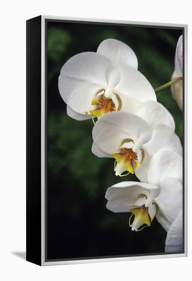 Orchid Flowers-Duncan Smith-Framed Premier Image Canvas