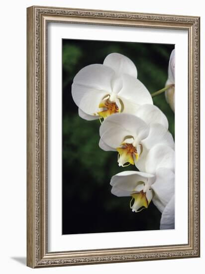 Orchid Flowers-Duncan Smith-Framed Photographic Print
