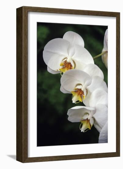 Orchid Flowers-Duncan Smith-Framed Photographic Print