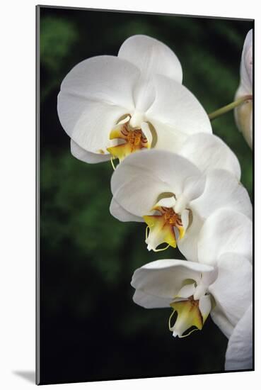 Orchid Flowers-Duncan Smith-Mounted Photographic Print