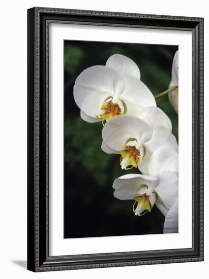 Orchid Flowers-Duncan Smith-Framed Photographic Print