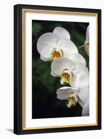 Orchid Flowers-Duncan Smith-Framed Photographic Print