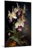 Orchid Flowers-Vivienne Dupont-Mounted Art Print