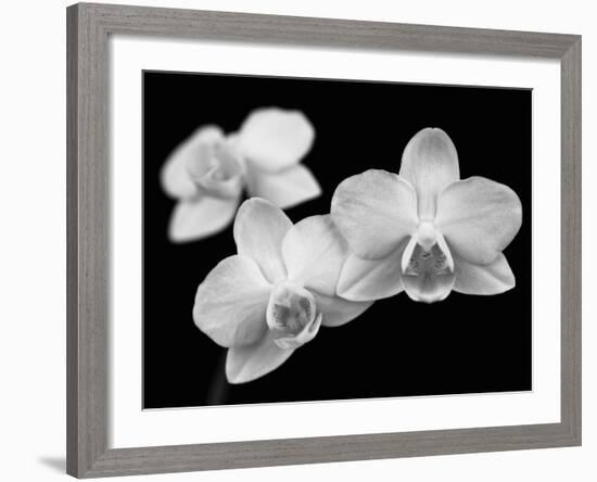 Orchid Grandeur-Assaf Frank-Framed Giclee Print