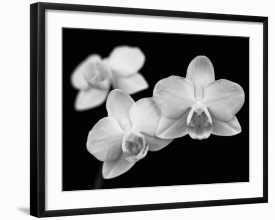 Orchid Grandeur-Assaf Frank-Framed Giclee Print