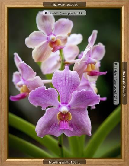 Orchid Hawaii Photographic Print Douglas Peebles Art Com