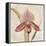 Orchid III-Cheri Blum-Framed Stretched Canvas