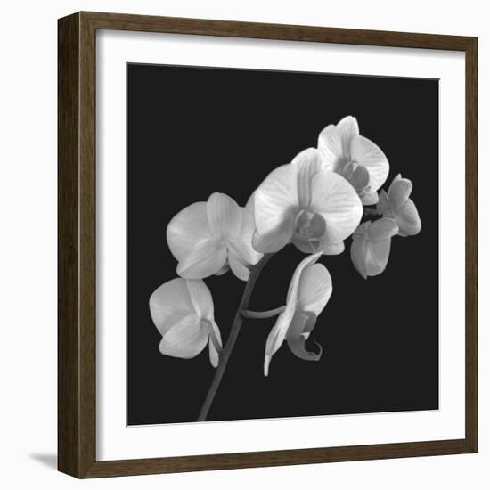 Orchid Illusion I-Katja Marzahn-Framed Giclee Print