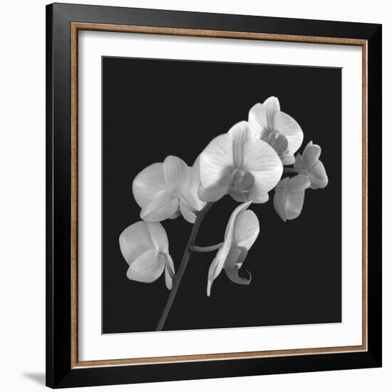 Orchid Illusion I-Katja Marzahn-Framed Giclee Print