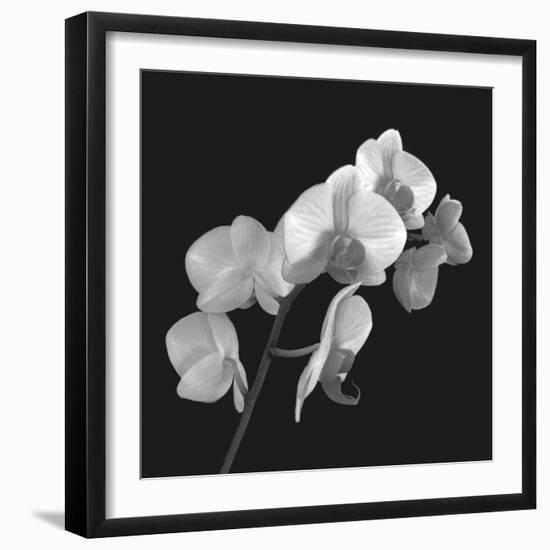Orchid Illusion I-Katja Marzahn-Framed Giclee Print