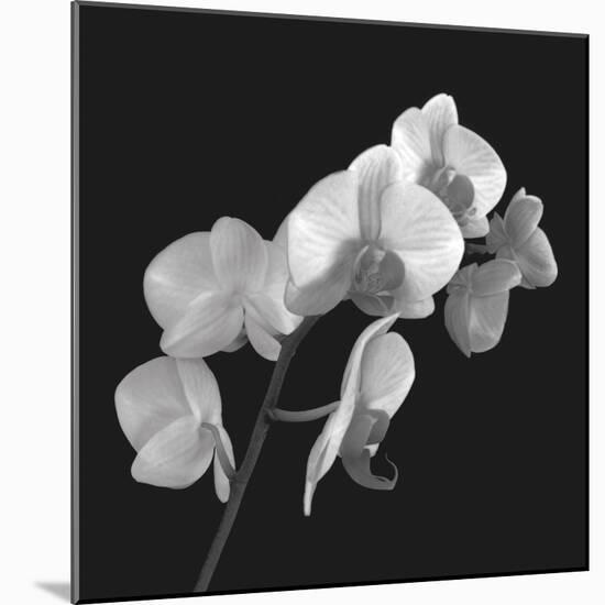 Orchid Illusion I-Katja Marzahn-Mounted Giclee Print