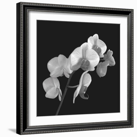 Orchid Illusion I-Katja Marzahn-Framed Giclee Print