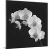 Orchid Illusion II-Katja Marzahn-Mounted Giclee Print