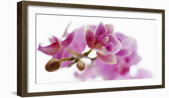 Orchid in Bloom-null-Framed Art Print